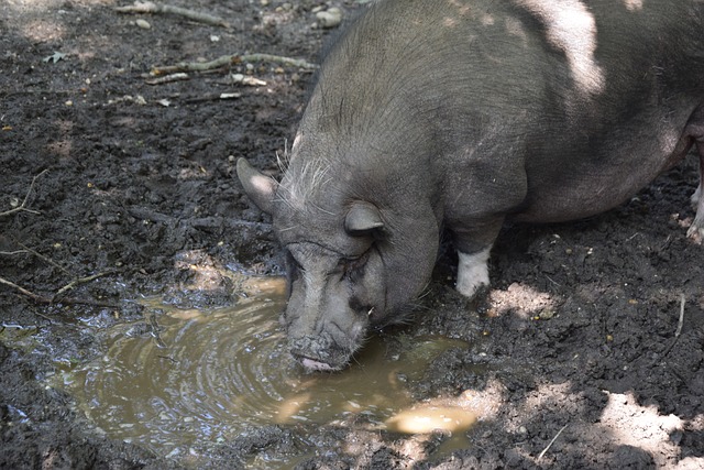 但也可能导 但也可能导