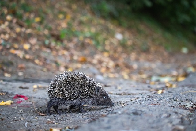 亚历山大32分雷霆克76人 骑士终结步行者6连胜.