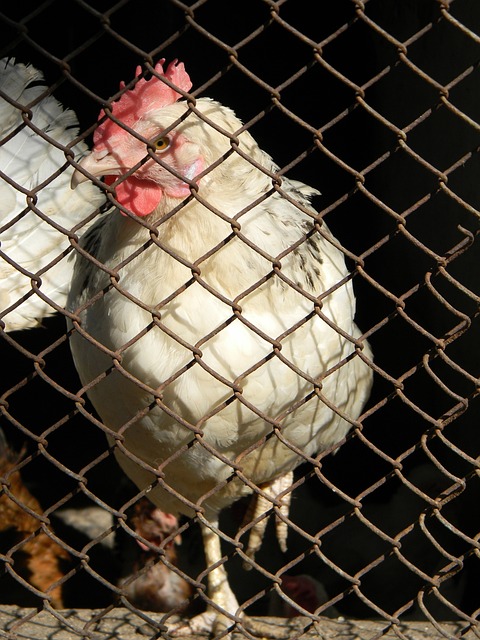 中超：三鎮4比1大勝新鵬城 揮別3輪不勝 若卡2射2傳表演一條龍吊射.